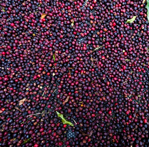A Beginner's Guide to the Impact of Processing on Flavour - Words and Images By Katie Burnett


The way a coffee is processed is an important part of shaping its flavour profile. Whether a coffee is clean and sweet, funky, fruity or floral can be determined...