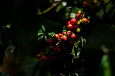 ASITD 2025: The Coffees! - <p>We are so excited about this year's A Shot in the Dark coffee roasting competition and  by now, the roasters have recived their competition coffees and will be starting to experiment with the...</p>