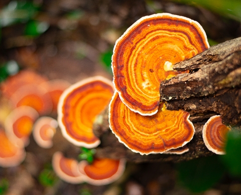 Functional Fungi! - <p>Open your mind to the possibilities of mixing a little bit of mushroom magic into your daily coffee routine.

Words By Ayanda Dlamini, originally published in Issue 44




We know what you̵...</p>