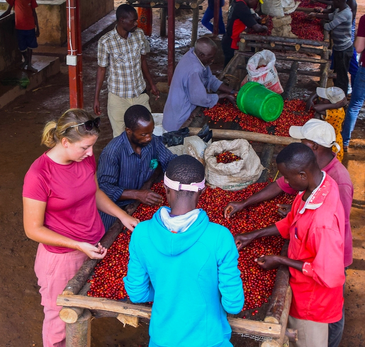 Producer Focus: Migoti Coffee, Burundi