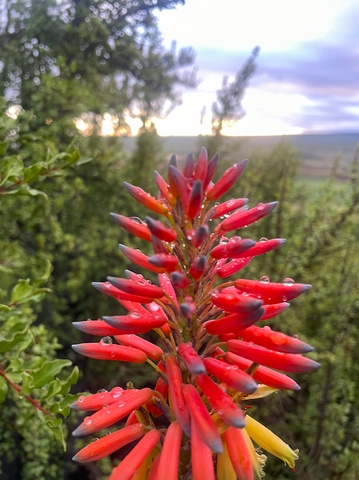 Take a moment, make a coffee and look at the flowers. Happy Spring Time! - 