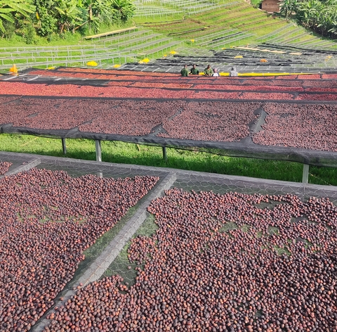 The beginning of Natural coffees in Kenya, as they begin to embrace change - 